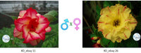 Adenium obesum KO_ebay11 x 26 ( ♂x♀ Pollination seeds)