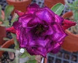 You are purchasing fresh seeds of Adenium KO_ebay127