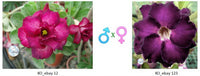 Adenium obesum KO_ebay12 x 123 ( ♂x♀ Pollination seeds)
