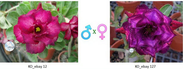 Adenium obesum KO_ebay12 x 127 ( ♂x♀ Pollination seeds)