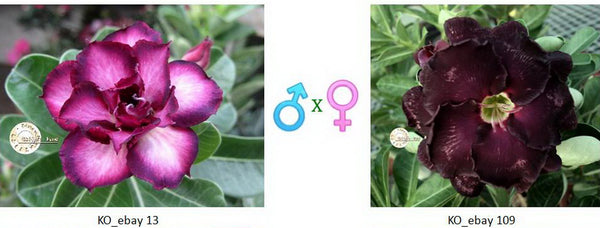 ebay seeds and plants We are professional team of planting Adeniums and produing seeds. – adenium.com.tw online store