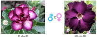Adenium obesum KO_ebay13 x 123 ( ♂x♀ Pollination seeds)