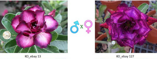 Adenium obesum KO_ebay13 x 127 ( ♂x♀ Pollination seeds)
