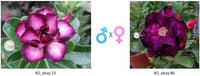 Adenium obesum KO_ebay13 x 86 ( ♂x♀ Pollination seeds)