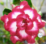 You are purchasing fresh seeds of Adenium KO_ebay146