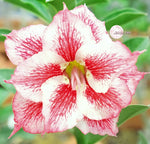 You are purchasing fresh seeds of Adenium KO_ebay147