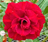 You are purchasing fresh seeds of Adenium KO_ebay148