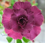 You are purchasing fresh seeds of Adenium KO_ebay149