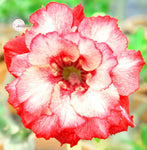 You are purchasing fresh seeds of Adenium KO_ebay150