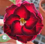 You are purchasing fresh seeds of Adenium KO_ebay151