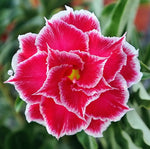 You are purchasing fresh seeds of Adenium KO_ebay152