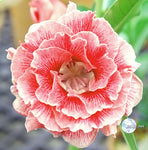 You are purchasing fresh seeds of Adenium KO_ebay153