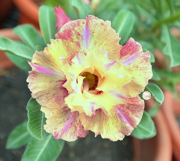 You are purchasing fresh seeds of Adenium KO_ebay155