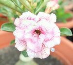 You are purchasing fresh seeds of Adenium KO_ebay156