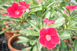 You are purchasing fresh seeds of Adenium KO_ebay157