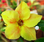 You are purchasing fresh seeds of Adenium KO_ebay158