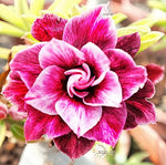 You are purchasing fresh seeds of Adenium KO_ebay159