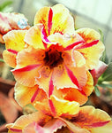 You are purchasing fresh seeds of Adenium KO_ebay160