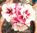 You are purchasing fresh seeds of Adenium KO_ebay161