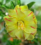 You are purchasing fresh seeds of Adenium KO_ebay163