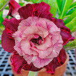 You are purchasing fresh seeds of Adenium KO_ebay164