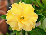 You are purchasing fresh seeds of Adenium KO_ebay165