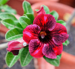 You are purchasing fresh seeds of Adenium KO_ebay167