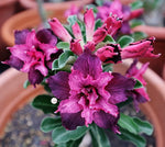 You are purchasing fresh seeds of Adenium KO_ebay168