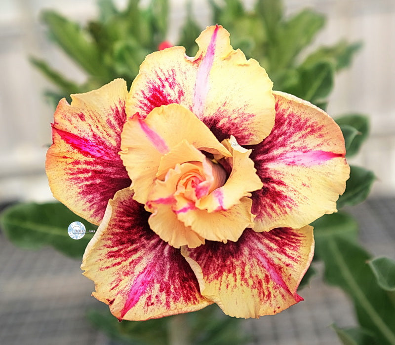 Adenium Obesum KO_ebay169 Seeds – adenium.com.tw online store