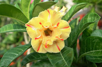 You are purchasing fresh seeds of Adenium KO_ebay171