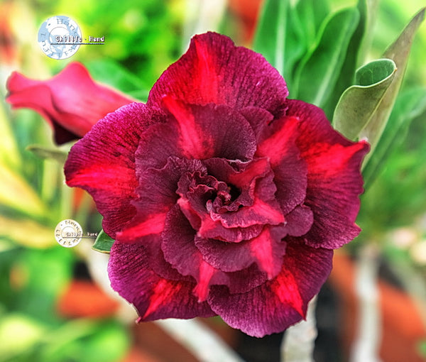 ebay plant seeds Adenium Obesum KO_ebay172 Seeds – adenium.com.tw online store