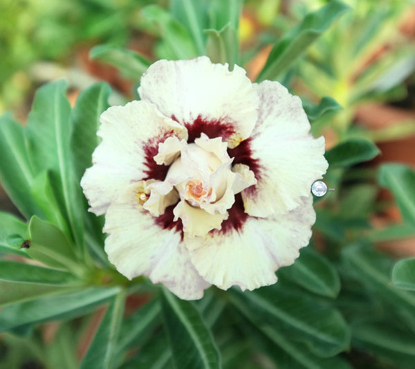 Adenium Obesum 'Desert Rose' Seeds – Plantflix