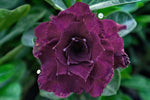 You are purchasing fresh seeds of Adenium KO_ebay181