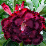 You are purchasing fresh seeds of Adenium KO_ebay183