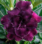 You are purchasing fresh seeds of Adenium KO_ebay187