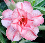 You are purchasing fresh seeds of Adenium KO_ebay188