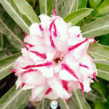 You are purchasing fresh seeds of Adenium KO_ebay196