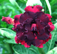 You are purchasing fresh seeds of Adenium KO_ebay197