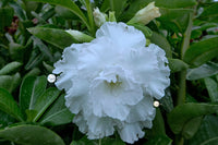 You are purchasing fresh seeds of Adenium KO_ebay202