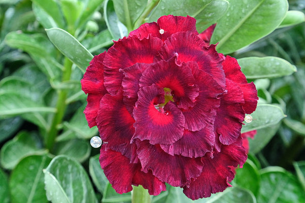 desert rose seeds ebay Adenium Obesum KO_ebay203 Seeds – adenium.com.tw online store