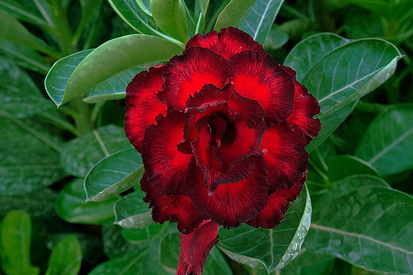 desert rose seeds ebay Adenium Obesum KO_ebay260 Seeds – adenium.com.tw online store