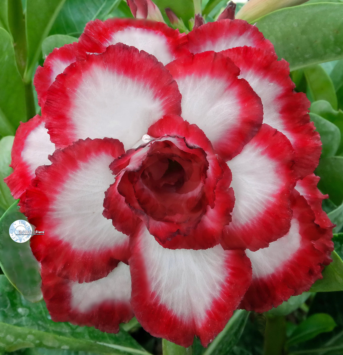 adenium-obesum-ko-ebay262-seeds-adenium-tw-online-store