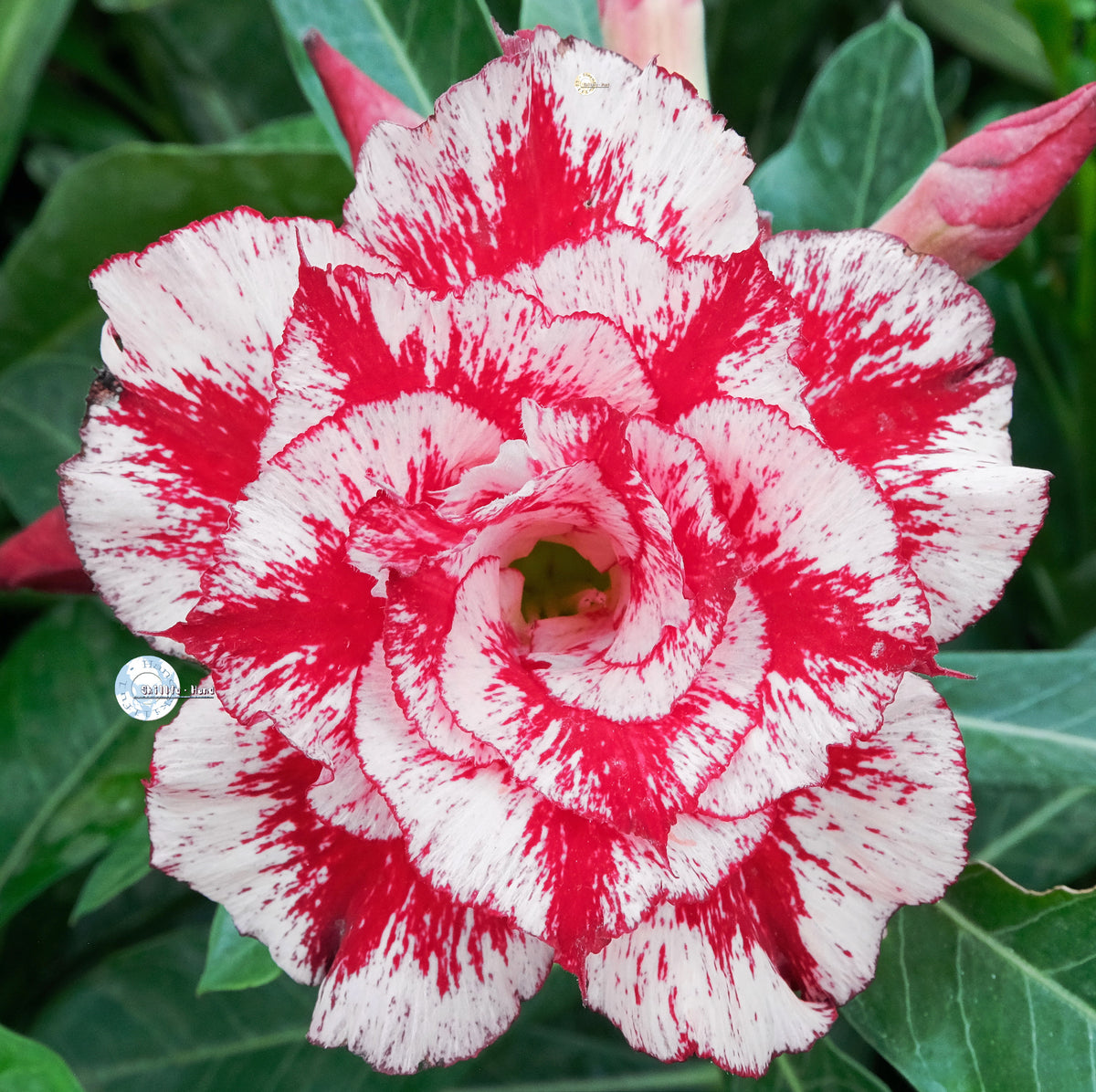 Adenium Obesum KO_ebay276 Seeds – adenium.com.tw online store