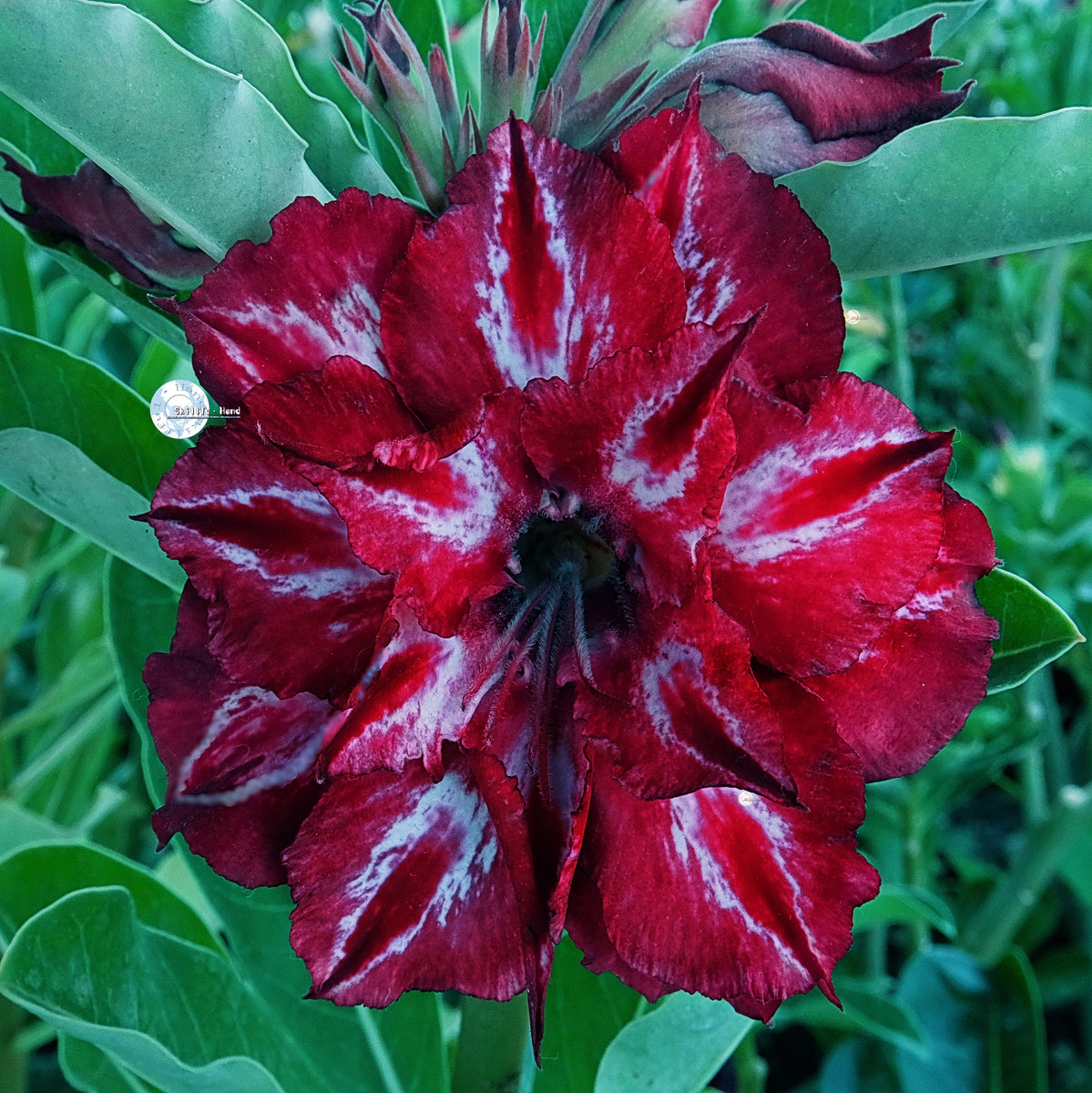 Adenium Obesum KO_ebay285 Seeds – adenium.com.tw online store