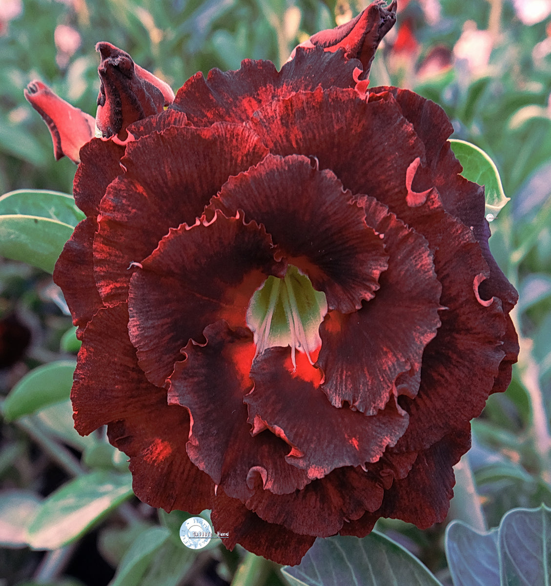 Adenium Obesum KO_ebay286 Seeds – adenium.com.tw online store