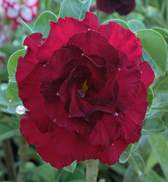 mr ko desert rose seeds 2026 Adenium Desert Rose Seeds KO – adenium.com.tw online store