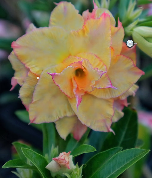 mr ko desert rose seeds 2026 Adenium Desert Rose Seeds KO – adenium.com.tw online store