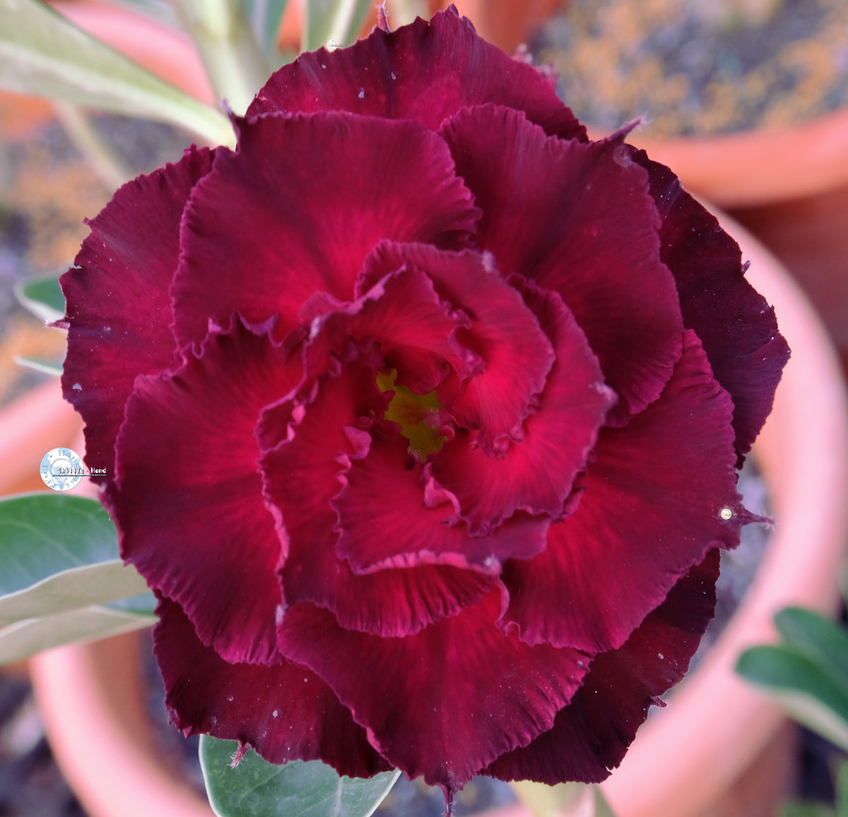 Adenium Obesum KO_ebay296 Seeds – adenium.com.tw online store