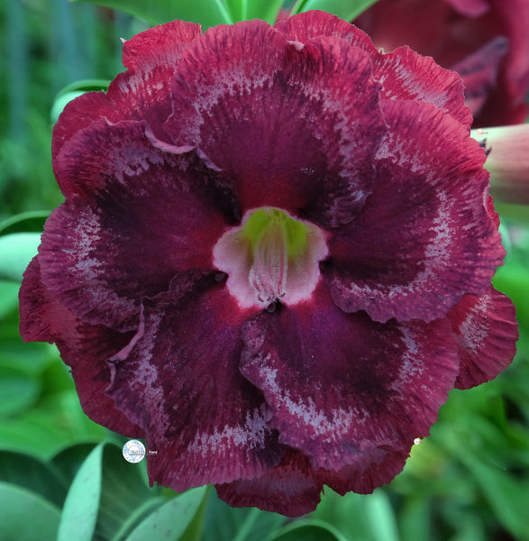 mr ko desert rose seeds 2026 Adenium Desert Rose Seeds KO – adenium.com.tw online store