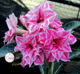 You are purchasing fresh seeds of Adenium KO_ebay33